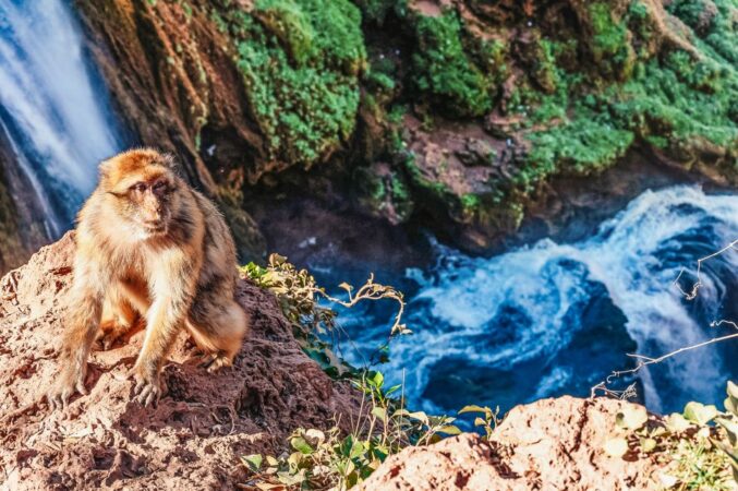 ouzoud-monkey